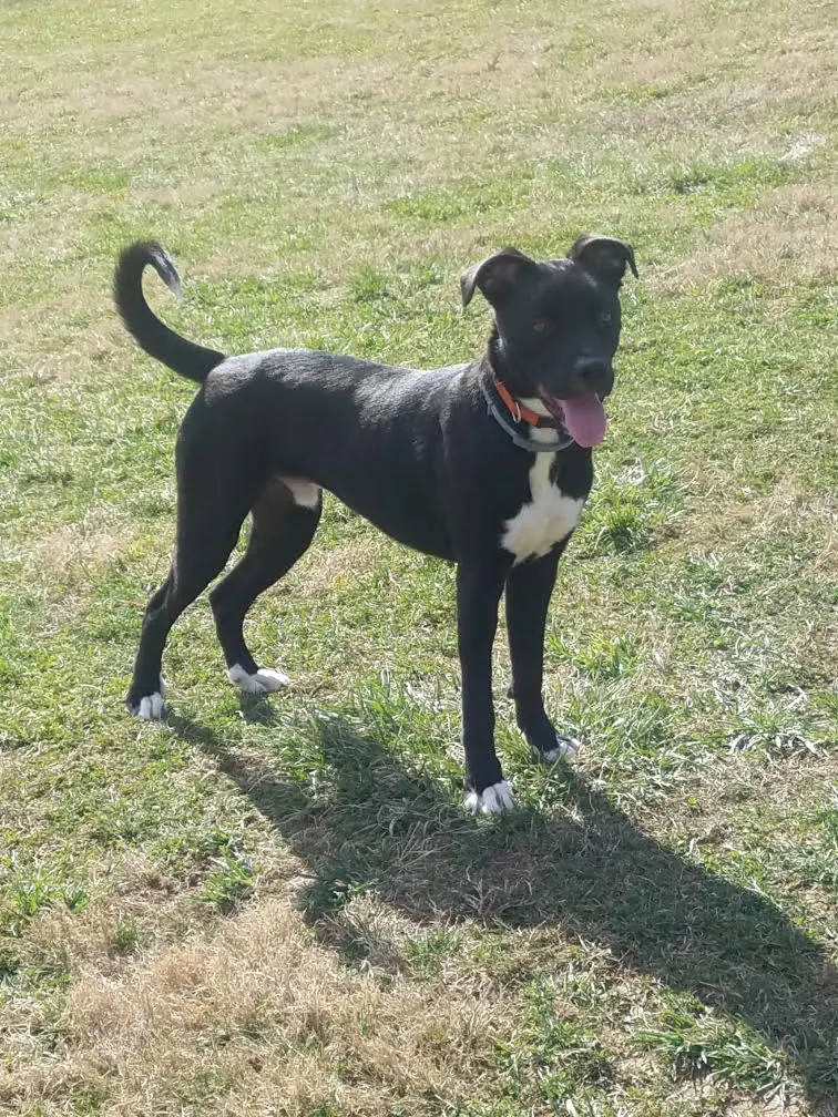Victoria's dog Milo standing in grass, happy and hydrated